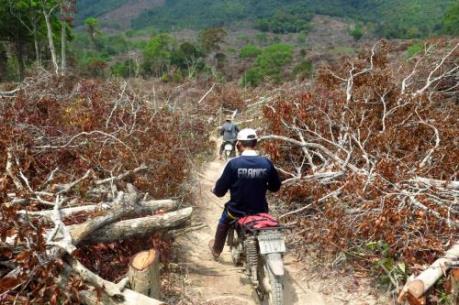 Số vụ vi phạm pháp luật về bảo vệ rừng ở Lào Cai có chiều hướng gia tăng