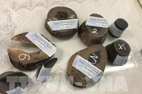 Hải quan Tân Sơn Nhất bắt giữ vụ nhập lậu sừng tê giác qua sân bay