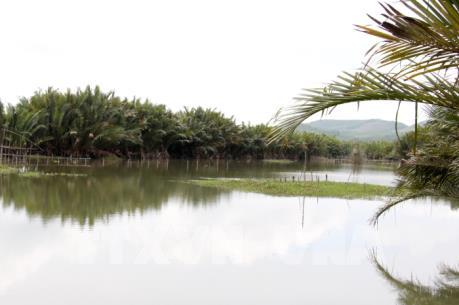 Bảo tồn, nhân rộng diện tích cây dừa nước