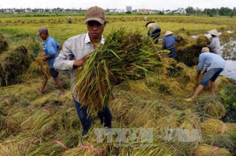 Giá lúa ở Trà Vinh tăng