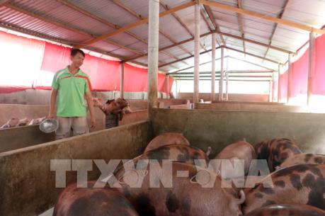 Người chăn nuôi Bến Tre loay hoay “giải cứu” chính mình