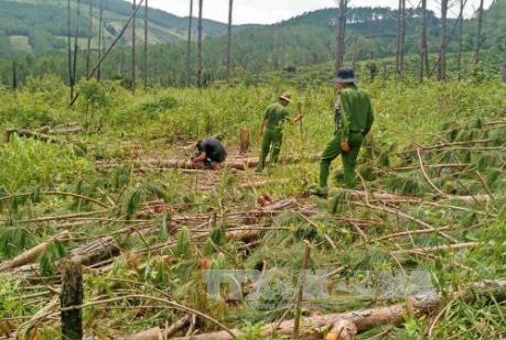 Phát hiện nhiều sai phạm tại Ban Quản lý rừng phòng hộ Bắc Biển Hồ, Gia Lai
