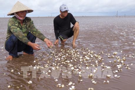 Ngao chết hàng loạt ở Hải Phòng