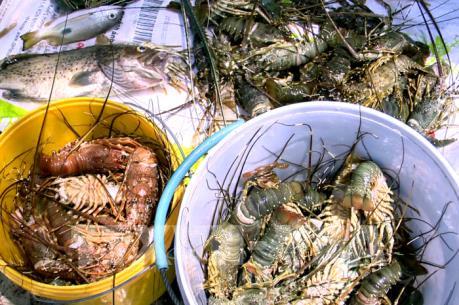 Phó Thủ tướng chỉ đạo khắc phục tình hình tôm hùm nuôi chết tại Phú Yên