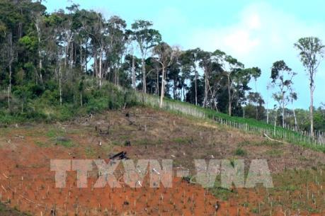 Đắk Nông: Bắt khẩn cấp đối tượng chuyên “bảo kê” phá rừng