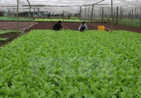 An Giang sản xuất rau hữu cơ an toàn