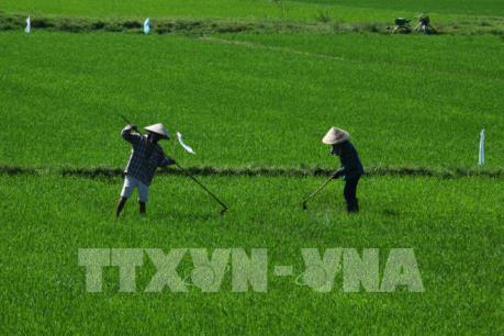 Giá lúa tươi giống chất lượng cao giảm