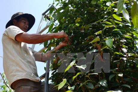 Tây Nguyên tập trung chăm sóc hồ tiêu trong mùa mưa