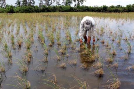 Xuống giống hơn 1.000 ha lúa ngoài vùng quy hoạch, nguy cơ ảnh hưởng khi lũ về