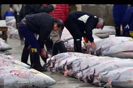 Nhật Bản sẽ di dời chợ cá lớn nhất thế giới