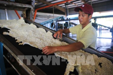 Nghịch lý ở ngành công nghiệp chế biến cao su