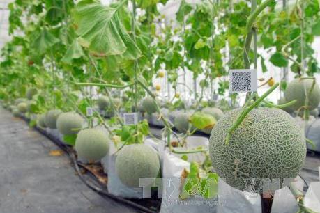 Thúc đẩy chuyển giao ứng dụng công nghệ cao trong nông nghiệp