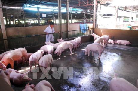 Tuổi trẻ Bạc Liêu chung tay giải cứu đàn heo cho người chăn nuôi