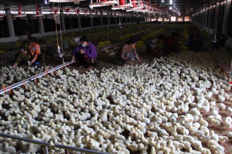 Xây dựng kế hoạch và bố trí kinh phí phòng, chống dịch bệnh động vật năm 2018