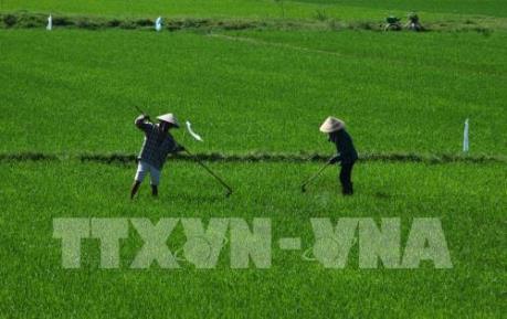 Báo động tình trạng rầy nâu, bệnh vàng lùn, lùn xoắn lá trên lúa Hè Thu