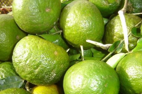 Giá cam sành giảm mạnh