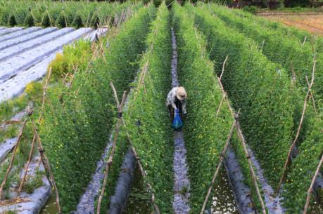 ĐBSCL thích ứng với biến đổi khí hậu - Bài 2: Hình thành các chuỗi liên kết