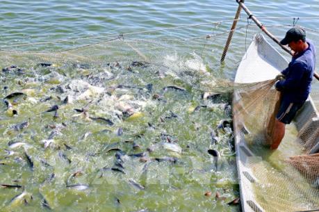 Cá tra không dễ "nuốt chửng"!