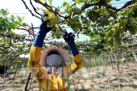 Xu hướng phát triển mô hình “Nông nghiệp thông minh 4.0”