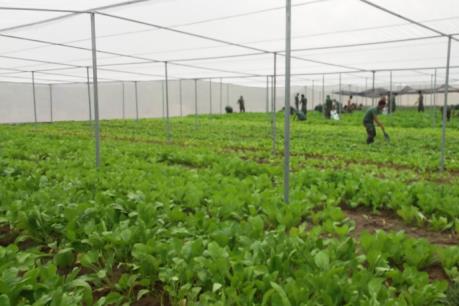 Nhiều hộ trồng rau sạch ở Đồng Nai bị nợ tiền cả trăm triệu đồng