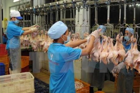 Khuyến khích xây dựng, nâng cấp cơ sở giết mổ gia súc, gia cầm