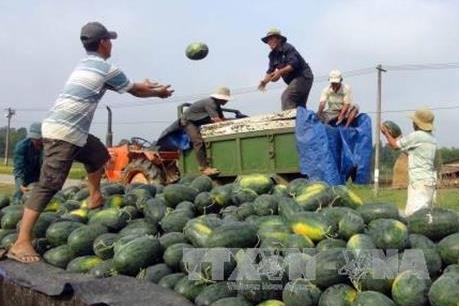 Bao giờ nông sản hết… “ế”?