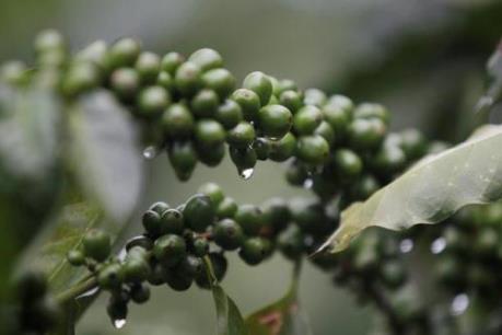 Nguy cơ giảm sản lượng cà phê thế giới