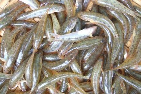 Bảo vệ nguồn lợi cá bống mít tự nhiên