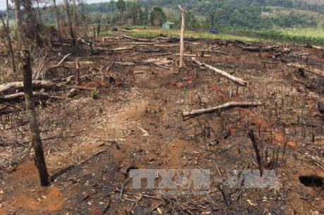 Cách chức cán bộ kiểm lâm trong vụ chặt phá 46 hecta rừng