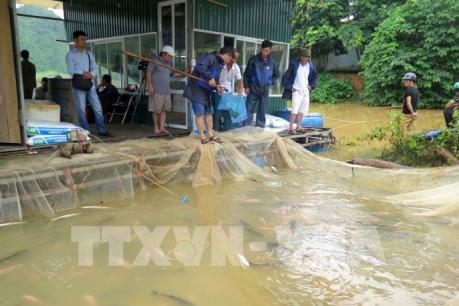 Thủy điện Tuyên Quang xả lũ: Hơn 70 tấn cá bị nước cuốn trôi