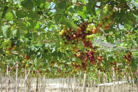 Chuyển giao công nghệ sơ chế, bao gói bảo quản sản phẩm nho, táo Ninh Thuận