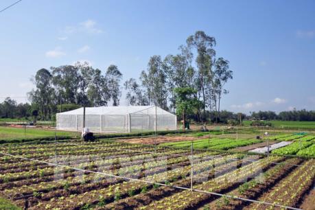 Hà Nam sản xuất nông nghiệp sạch làm vệ tinh