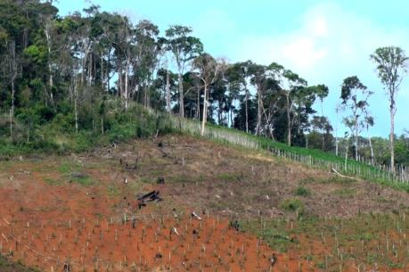 Đắk Nông thu hồi đất rừng các dự án nông – lâm nghiệp bị lấn chiếm