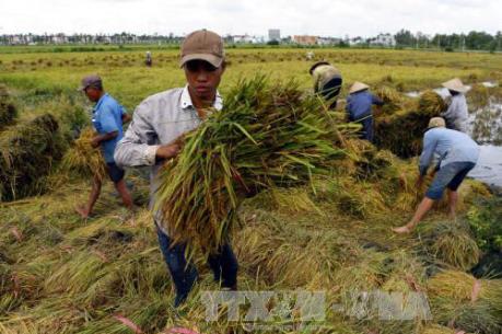 Hỗ trợ nông dân phòng trị bệnh đạo ôn lá trên cây lúa