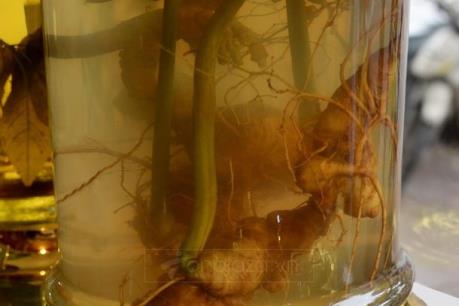 Tiêu hủy hơn 100 lít rượu ngâm củ dạng sâm không rõ xuất xứ