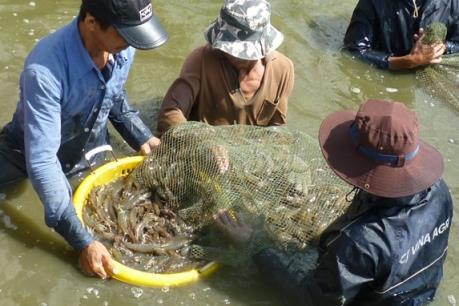 Sóc Trăng tiếp tục đối mặt với dịch bệnh phân trắng trên tôm
