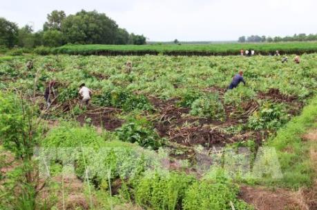 Diện tích rừng trồng mới tập trung tăng