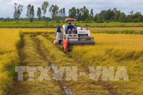 Vụ Đông Xuân đạt sản lượng trên 19 triệu tấn