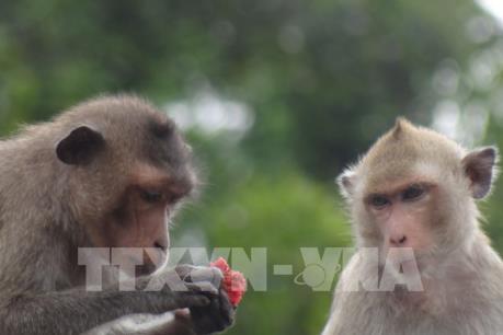 Thả 68 cá thể động vật hoang dã về Vườn Quốc gia Bái Tử Long