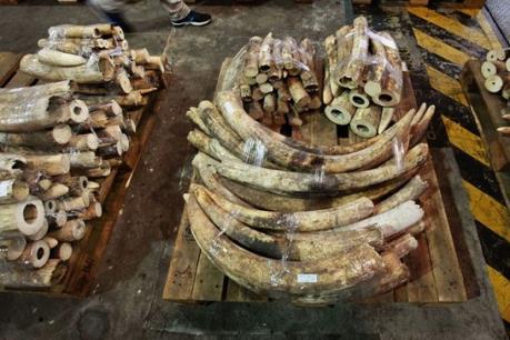 Trung Quốc: Hong Kong thu giữ lượng ngà voi lớn nhất trong 30 năm qua