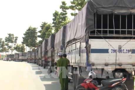 Hàng chục xe tải chở cát không rõ nguồn gốc ngang nhiên đi qua tỉnh Bình Dương