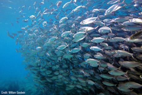 Cá nhỏ sẽ chiếm lĩnh toàn bộ thế giới biển