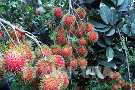 Bến Tre tìm ra giống chôm chôm mới năng suất cao