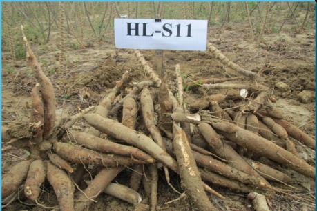 Hiệu quả kinh tế cao từ mô hình trồng sắn HL –S11 