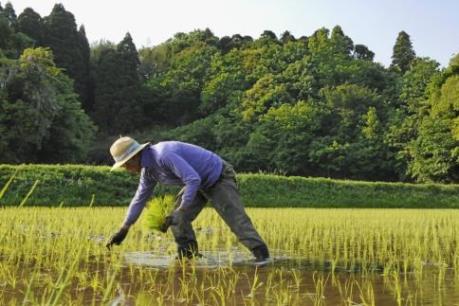 Nhật Bản tăng trợ cấp cho nông dân sau FTA với EU