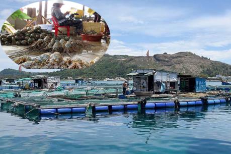 Khuyến khích dùng vật liệu bền vững làm phao trong nuôi trồng thủy sản