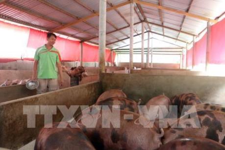 Giá lợn hơi ở Trà Vinh tăng 14.000 đồng/kg
