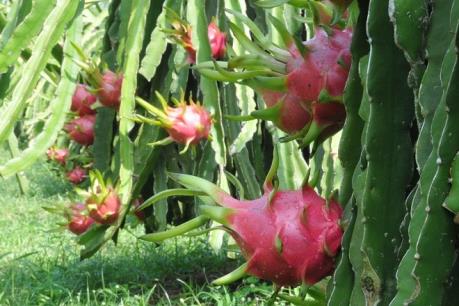 Giá cây ăn quả tăng mạnh