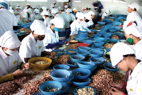 Chế biến xuất khẩu điều: Giải pháp nào để đảm bảo nguyên liệu đầu vào?