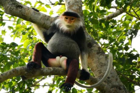 Phát hiện 3 đàn voọc chà vá chân đen trên núi Chứa Chan